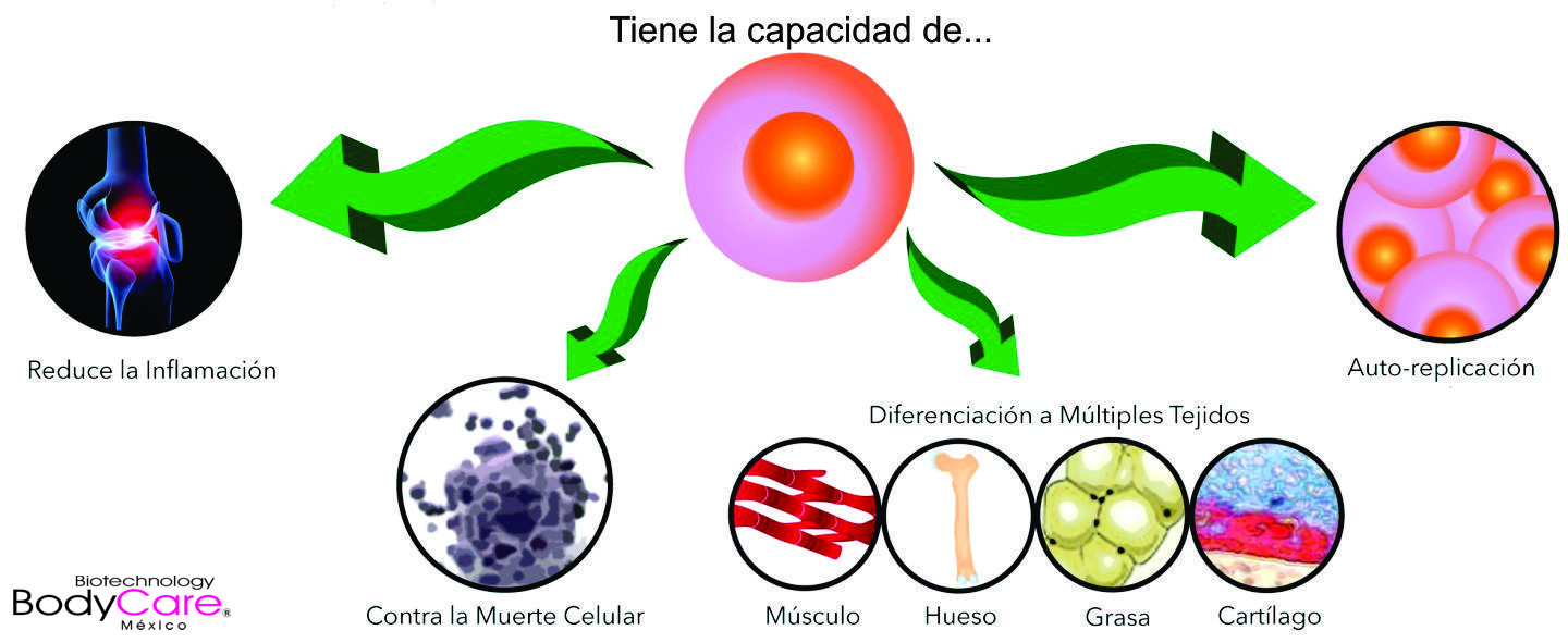 Celulas Madre