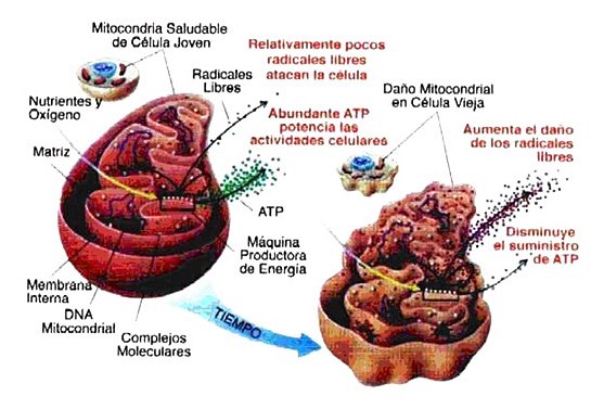 Mitocondria