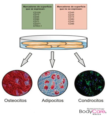 Inmunomodulacion