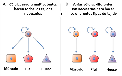 CM Multipotentes